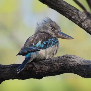 Australia: Birding with a Camera (BwC)