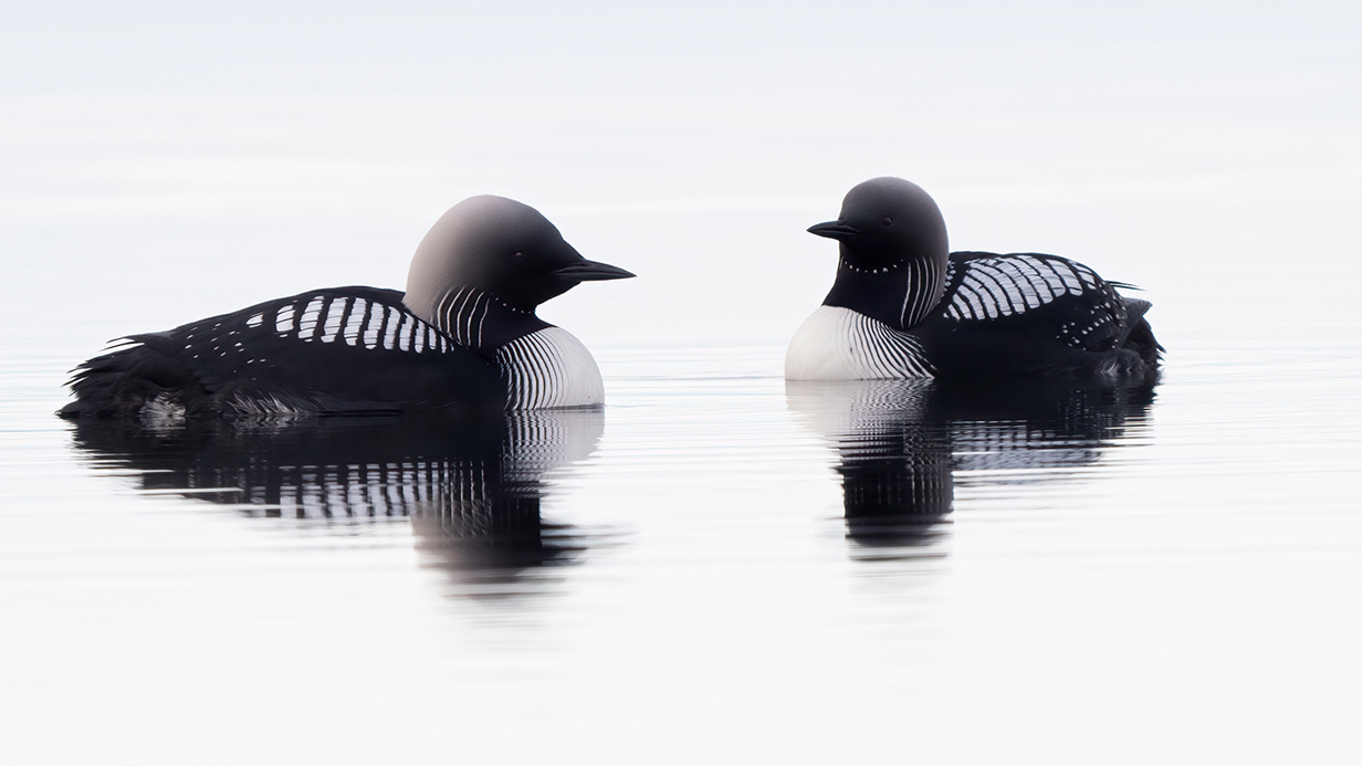 Pacific Loon - Pablo Cervantes