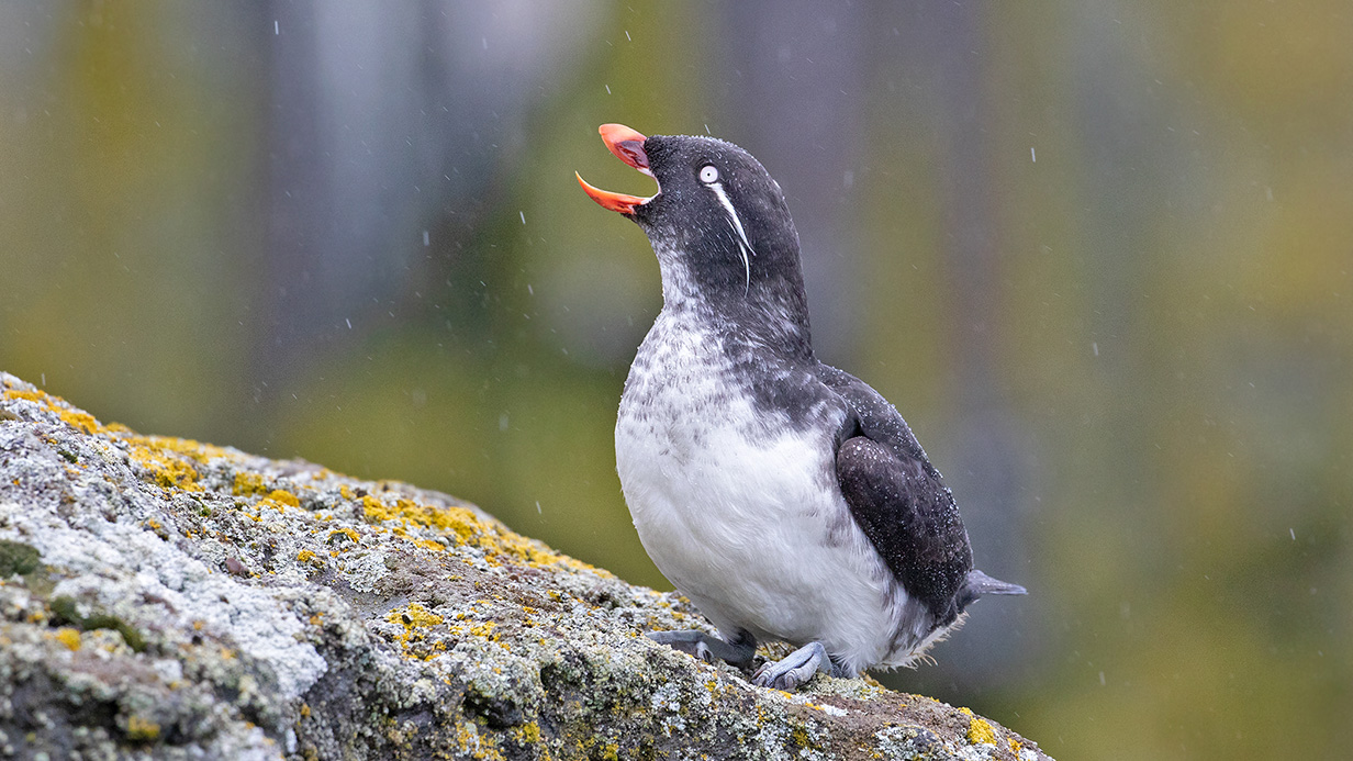 Parakeet Auklet - Sam Woods