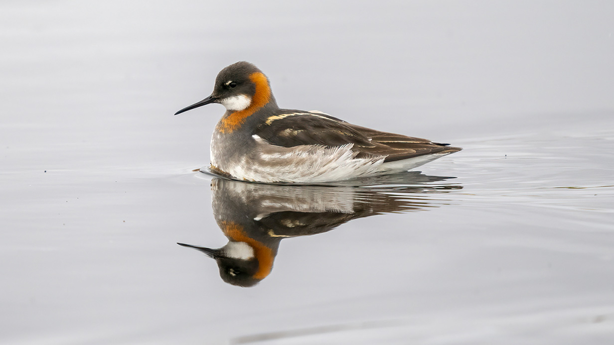 Red-necked Phalarope - Pablo Cervantes