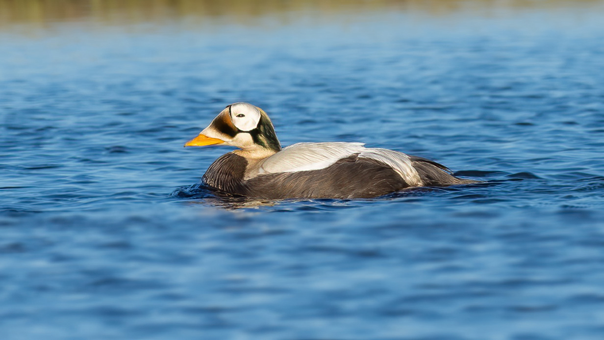 Spectacled Eider - Alex Luna