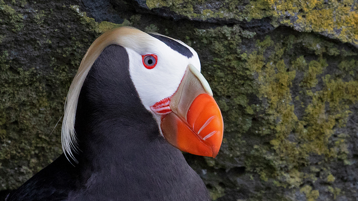 Tufted Puffin - Sam Woods