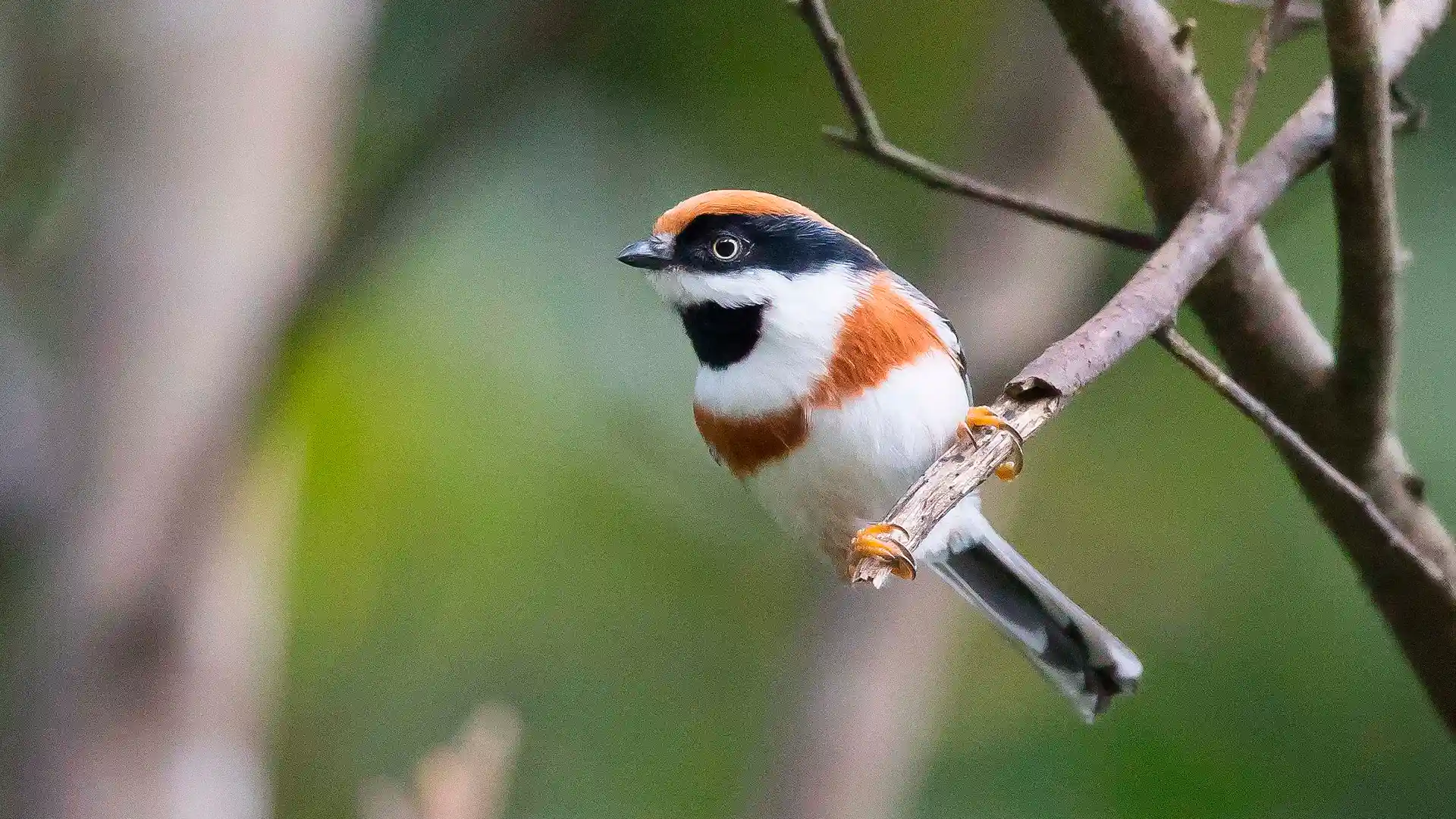 Black-throated Tit - Keith Barnes