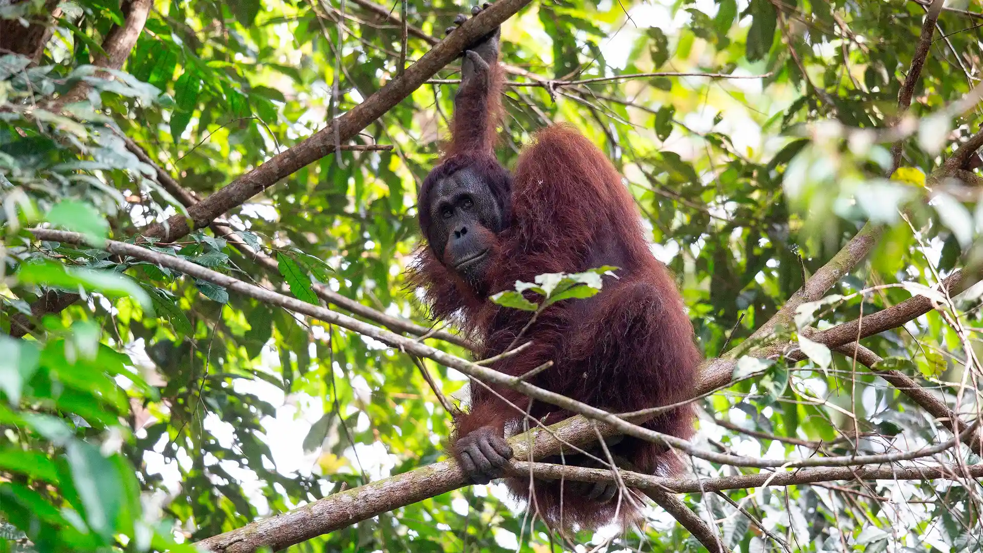Bornean Orangutan - Keith Barnes