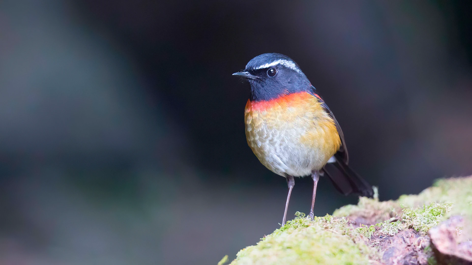 Collared Bush-Robin - Keith Barnes