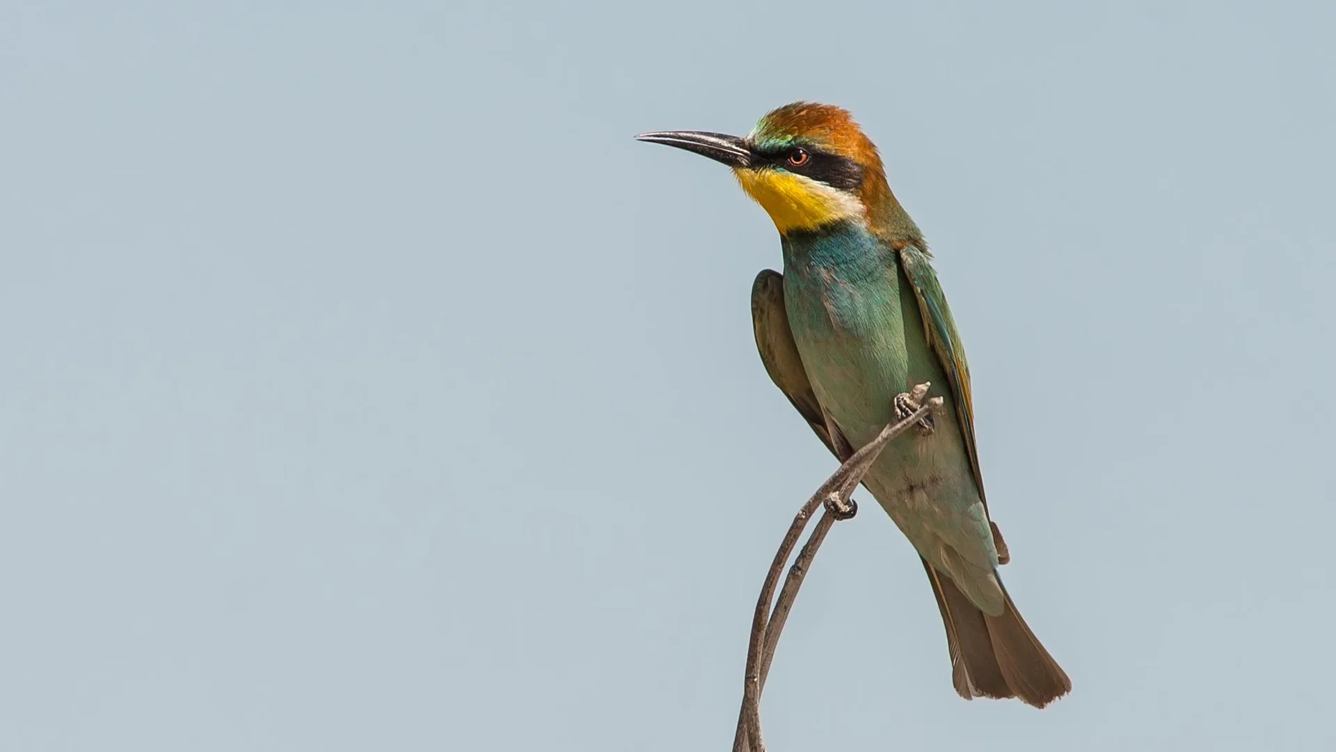 European Bee-eater - Ken Behrens