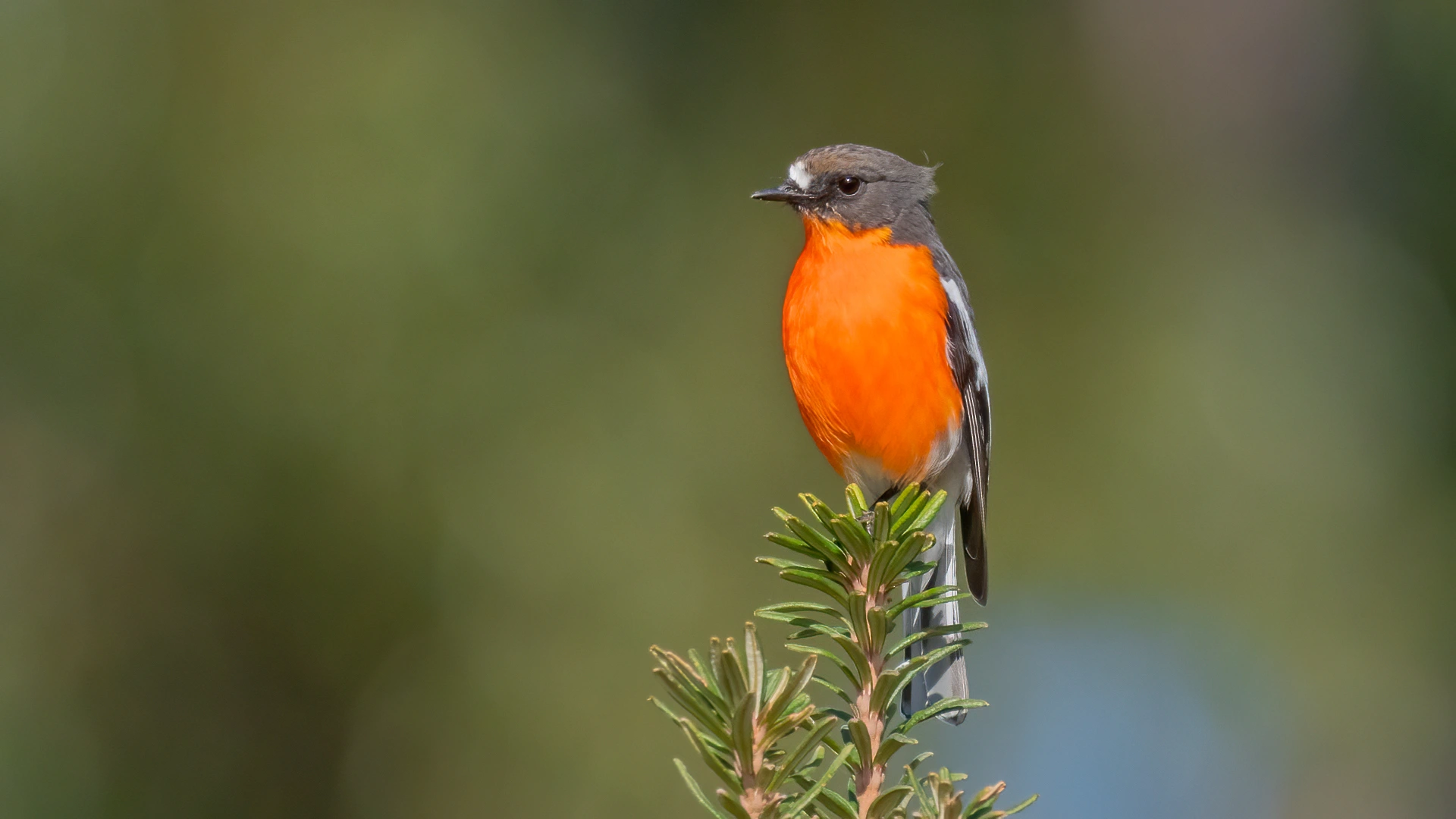 Flame Robin - Pablo Cervantes