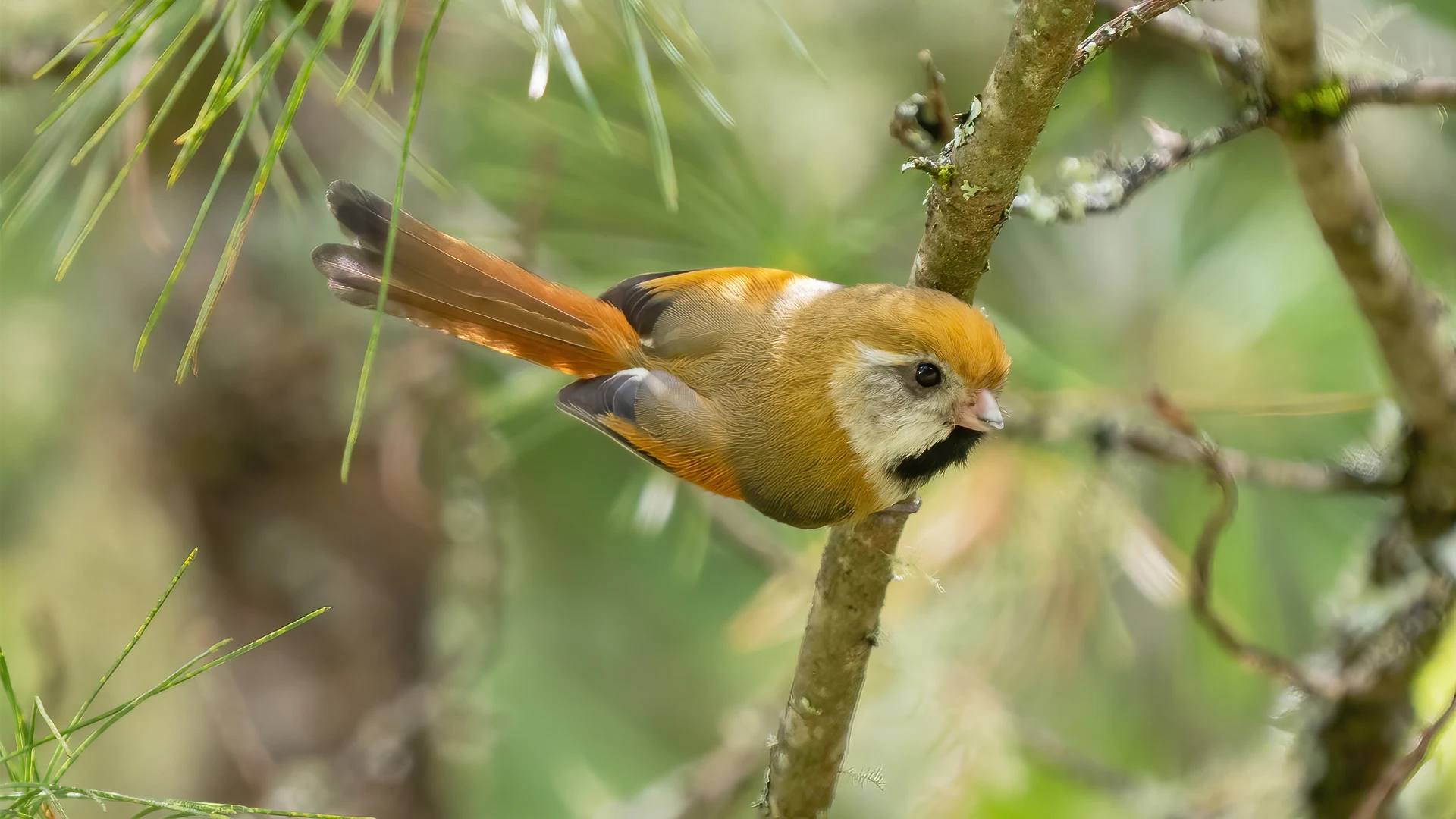 Golden Parrotbill - Pablo Cervantes