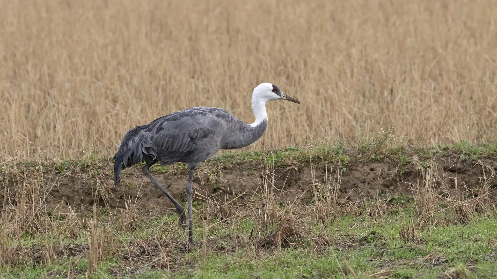 Hooded Crane - Sam Woods