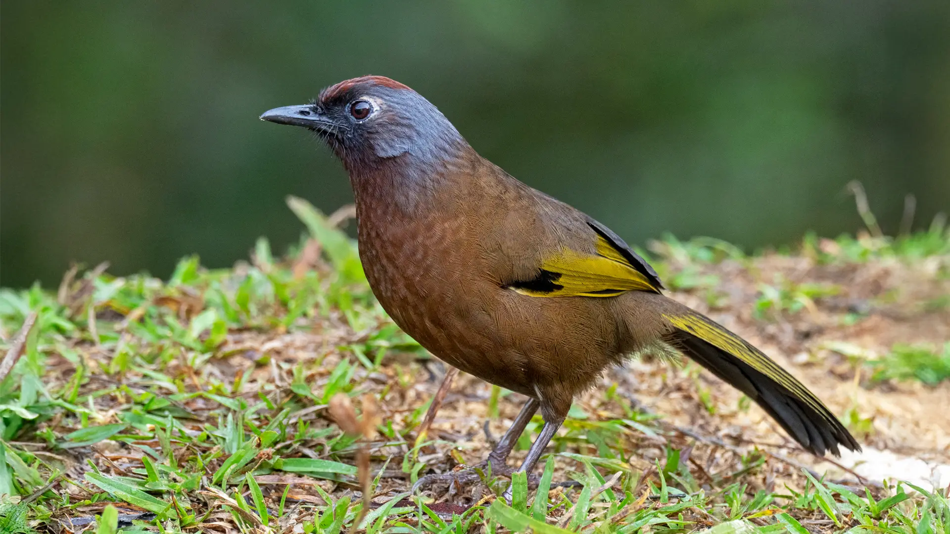 Malayan Laughingthrush - Pablo Cervantes