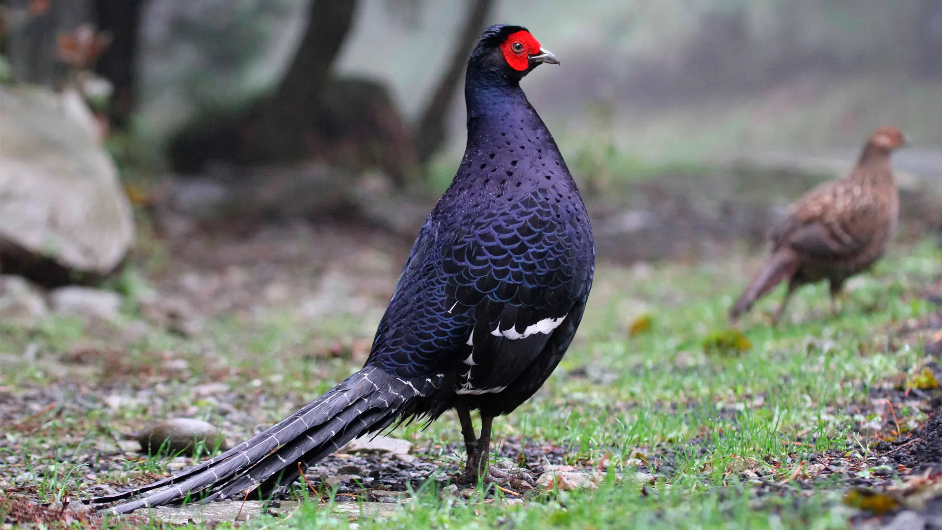 Mikado Pheasant - Keith Barnes