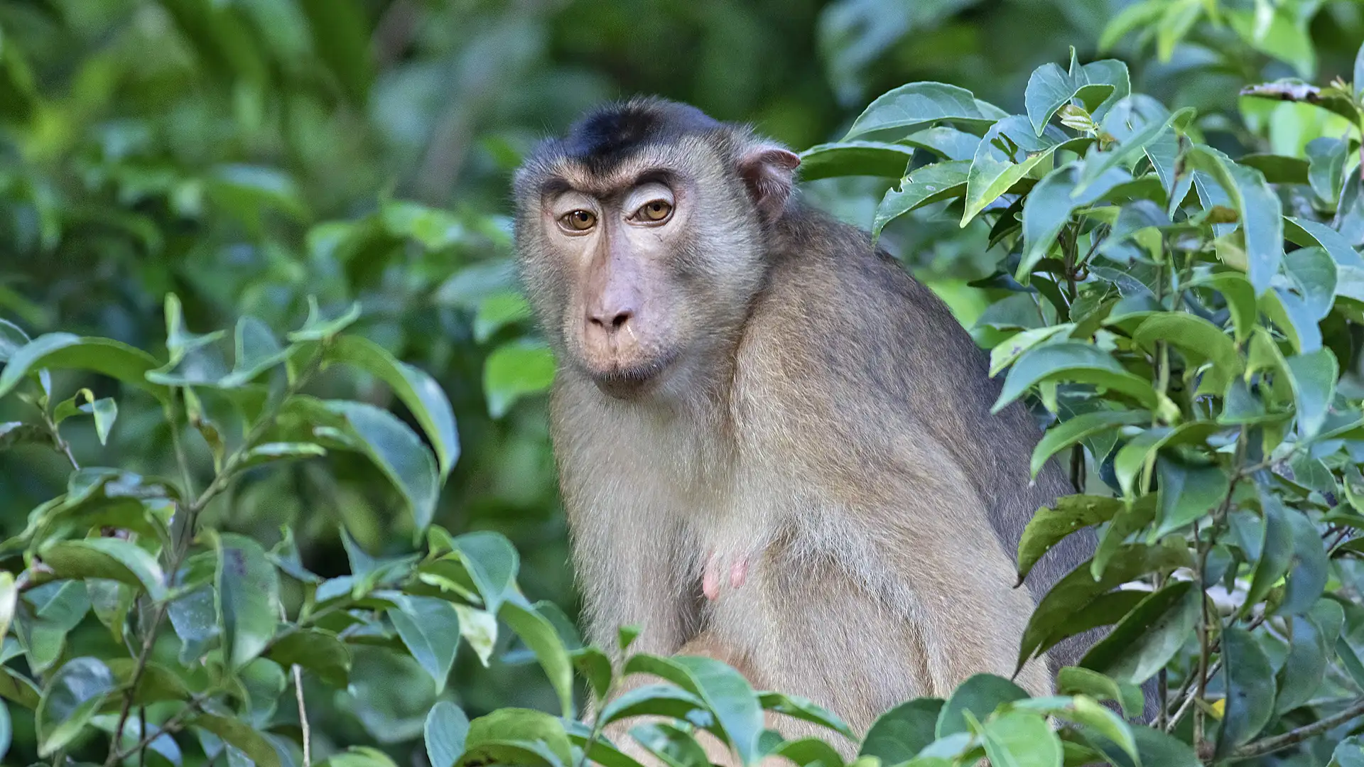 Southern Pig-tailed Macaque - Sam Woods