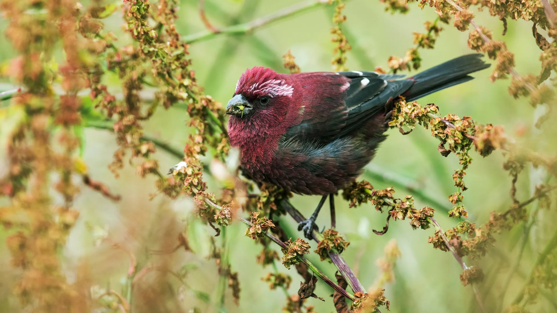 Taiwan Rosefinch - Nick Athanas