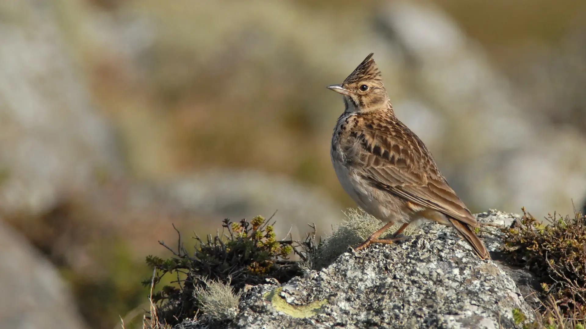 Thekla's Lark - Ken Behrens
