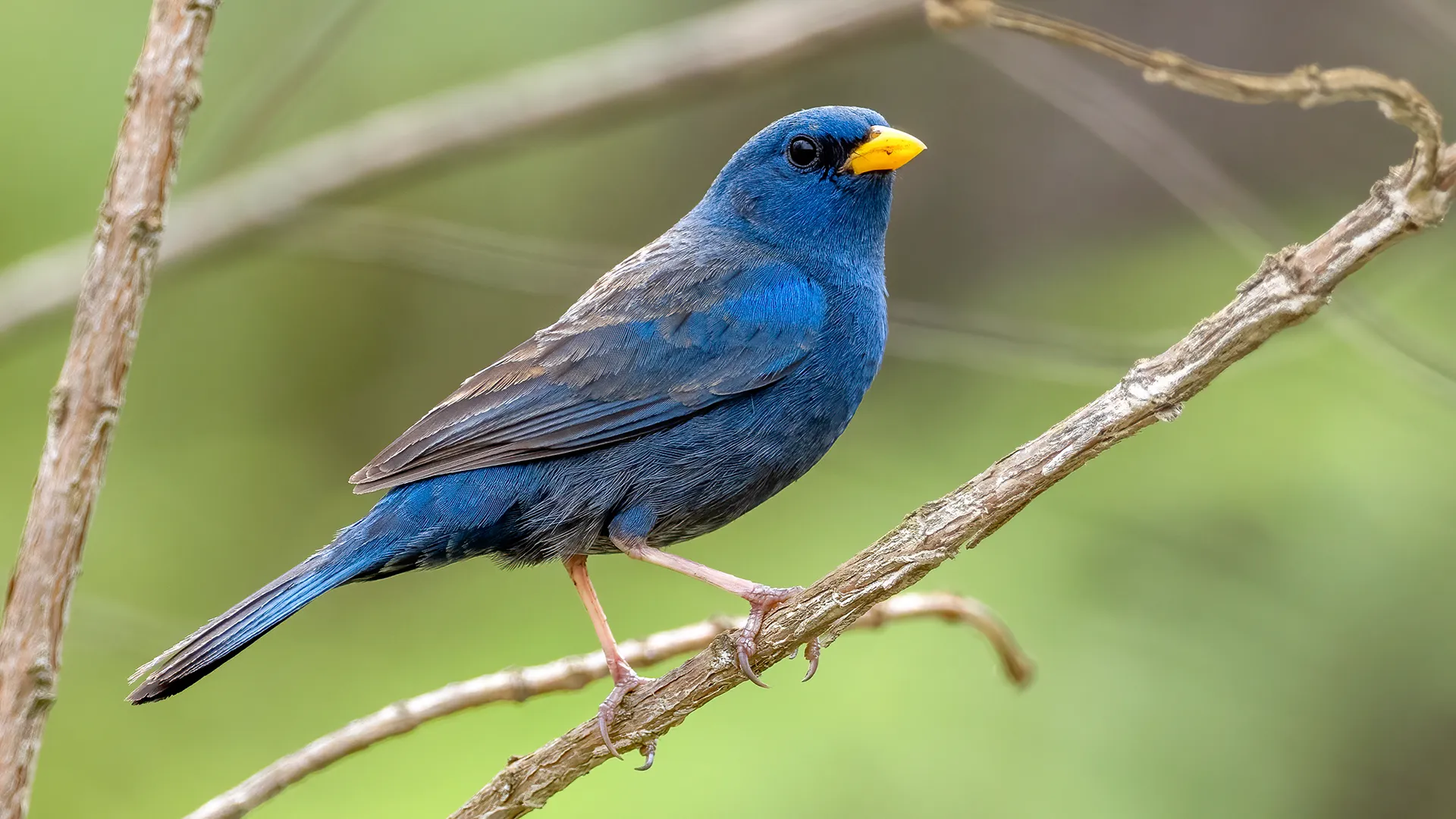 Blue Finch - Andres Vasquez