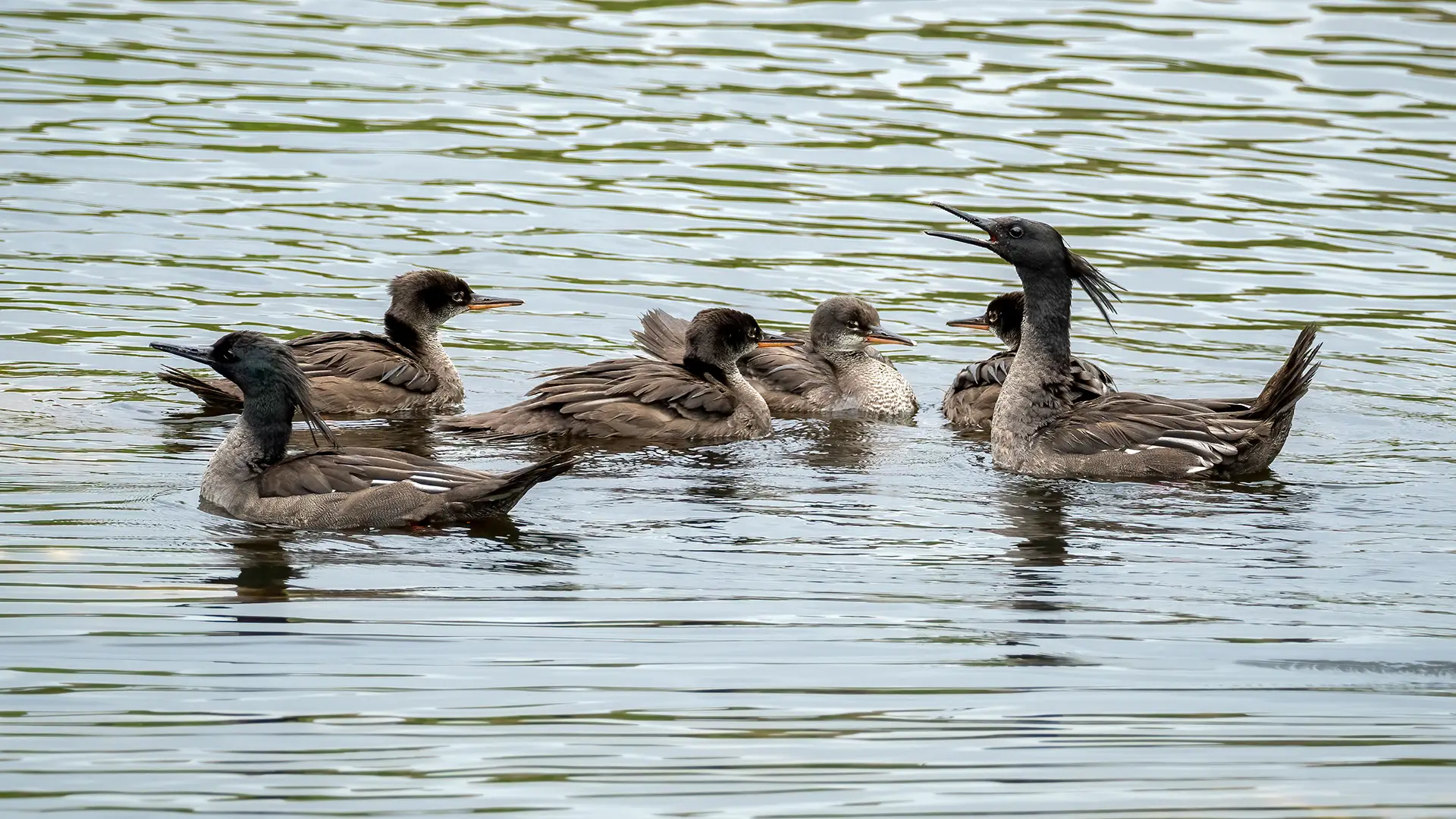 Brazilian Merganser - Andres Vasquez