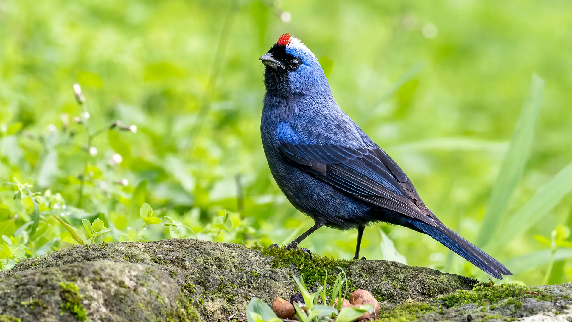 Diademed Tanager - Andres Vasquez