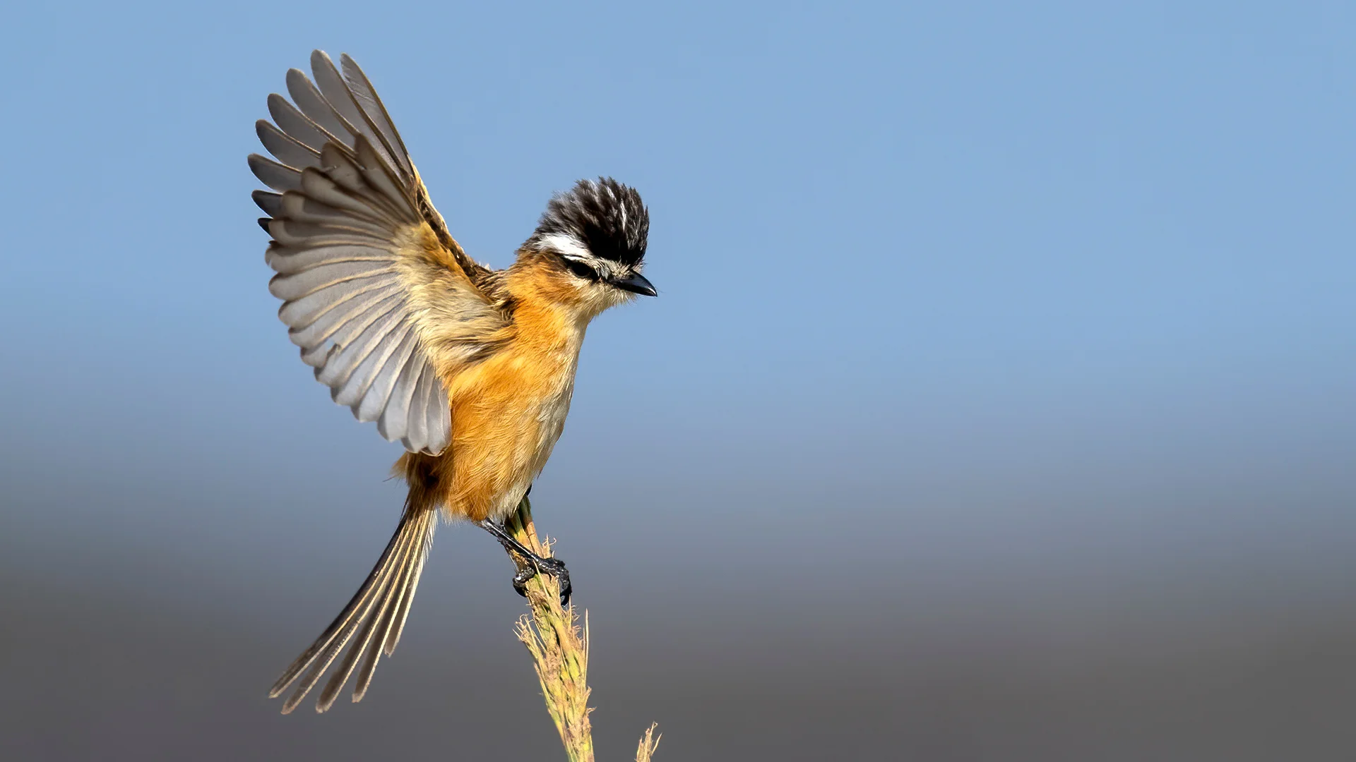 Sharp-tailed Tyrant - Andres Vasquez