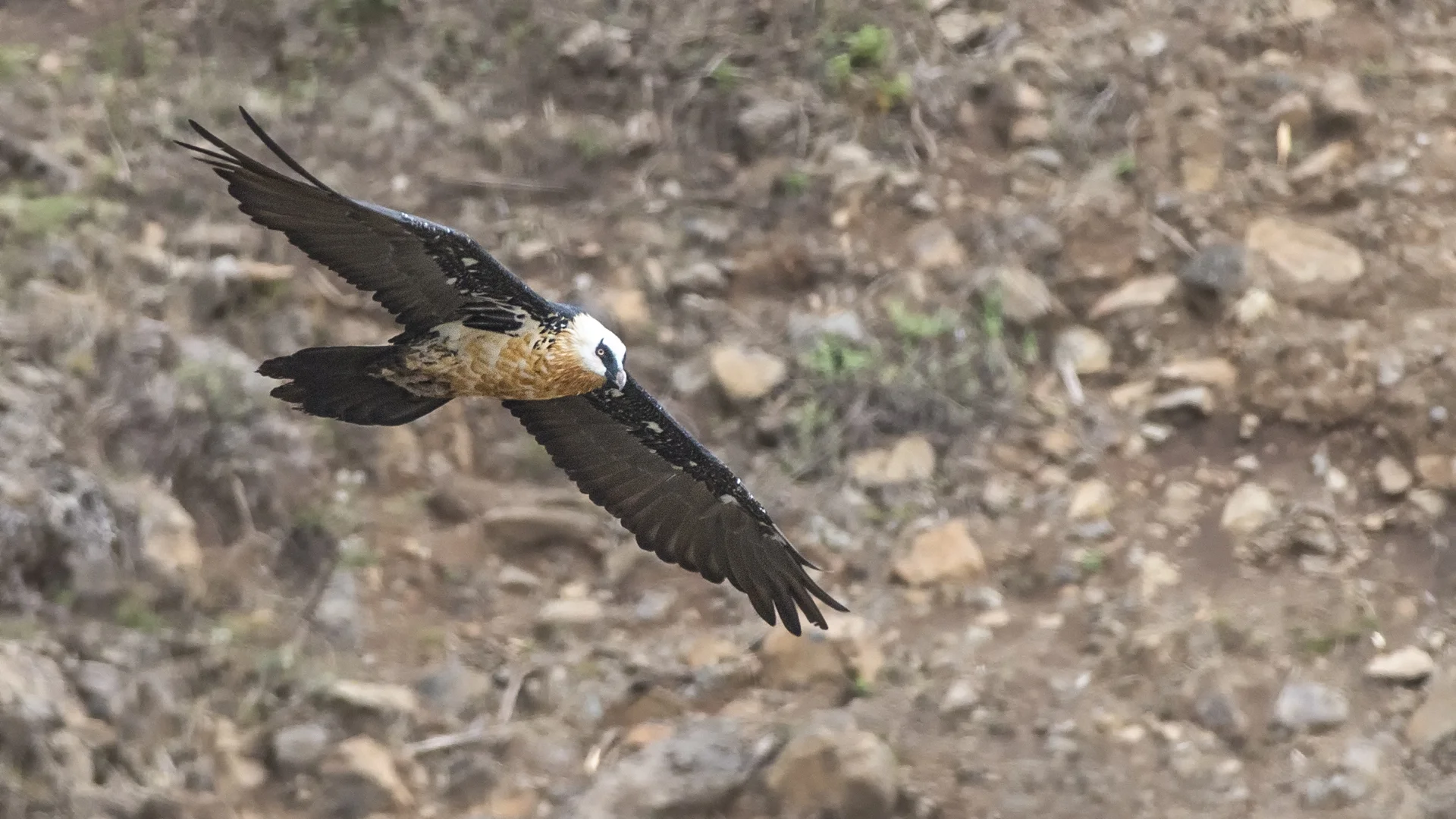 Bearded Vulture - Ken Behrens