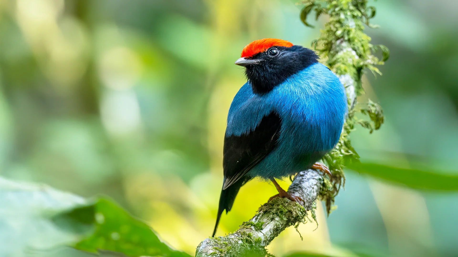 Swallow-tailed Manakin - Andres Vasquez