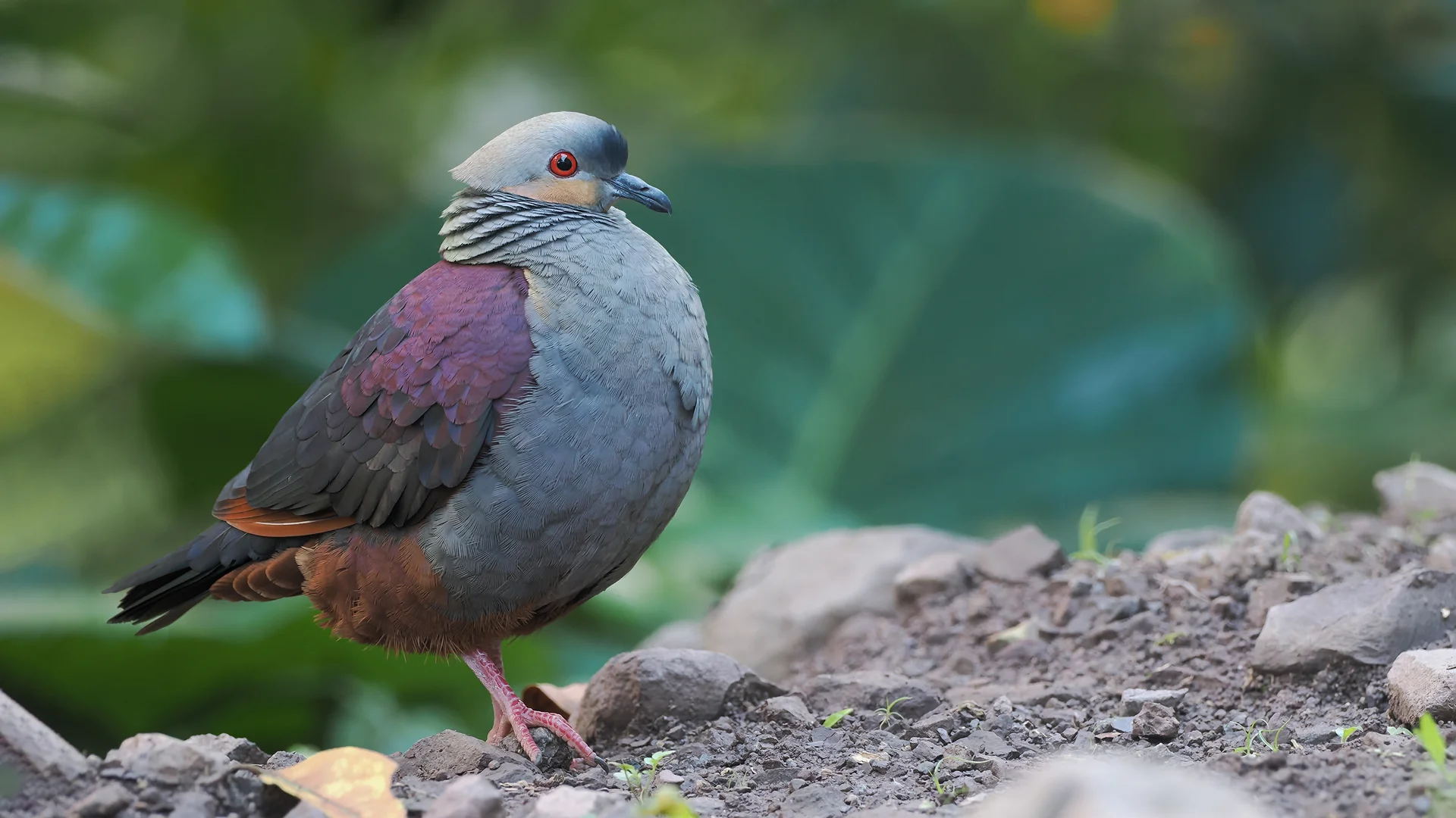 Jamaica: The Caribbean Introtour - Tropical Birding