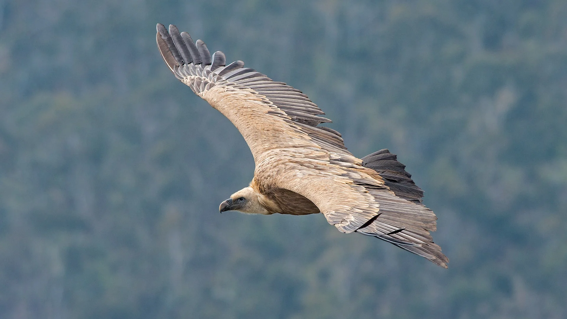 Eurasian Griffon - Ken Behrens