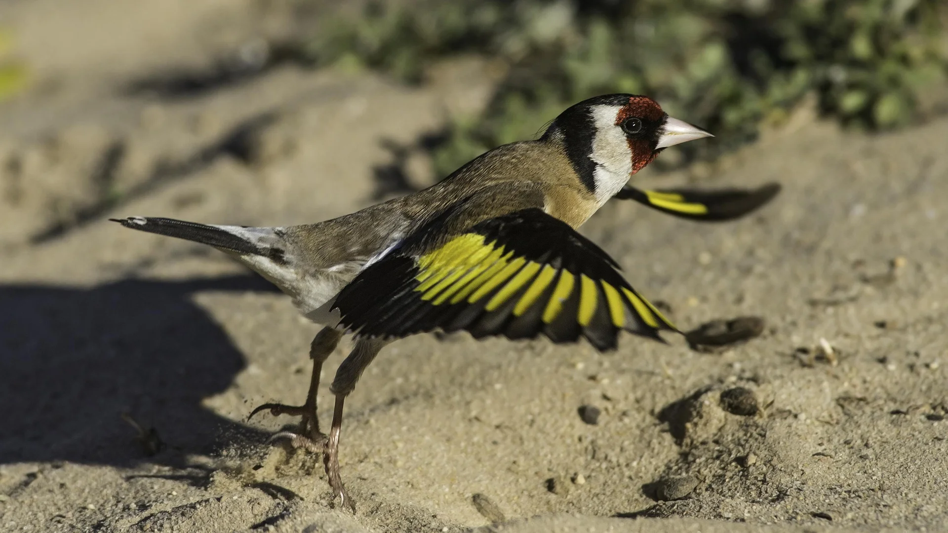European Goldfinch - Ken Behrens