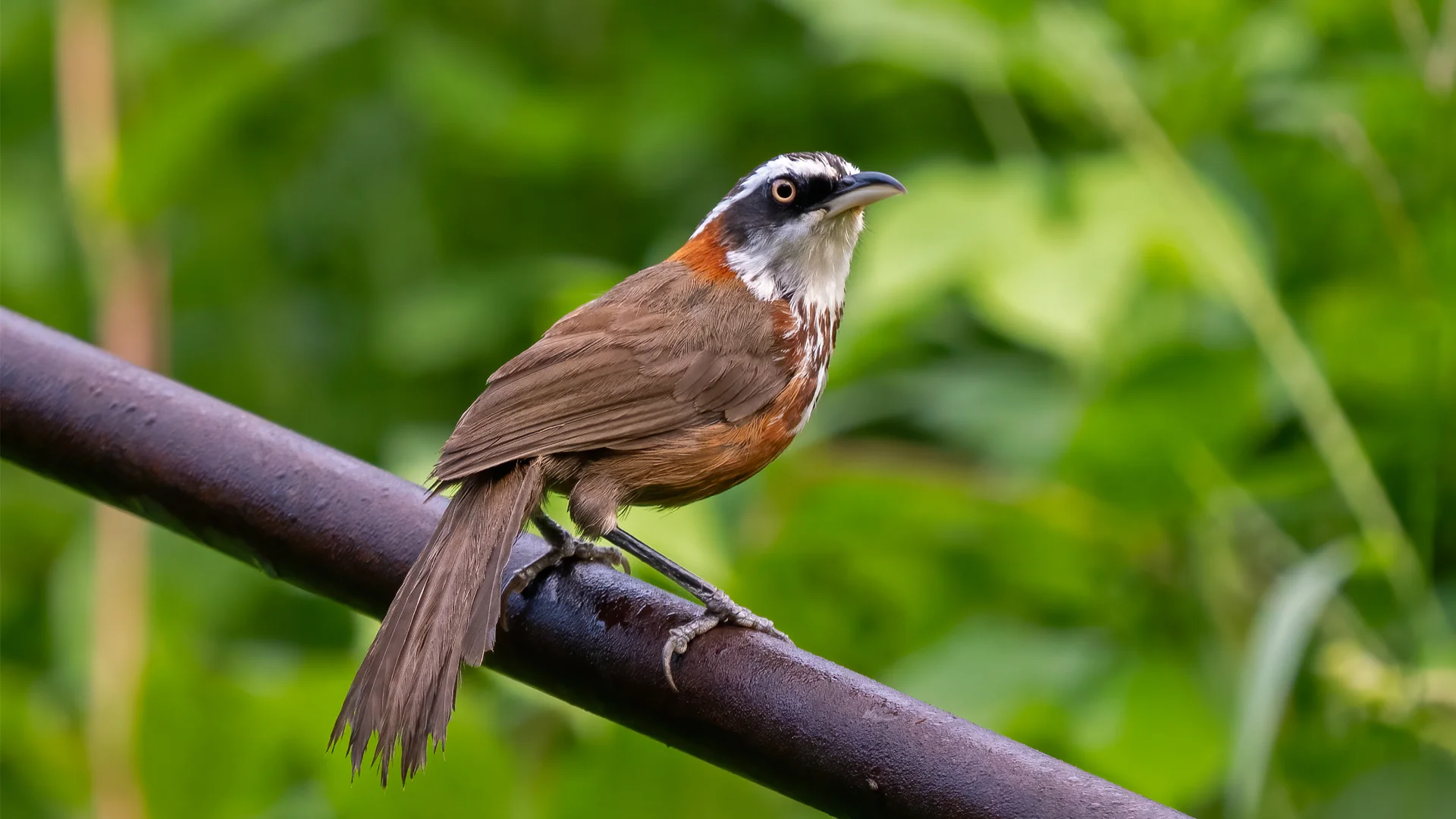 Taiwan Scimitar-Babbler - Pablo Cervantes