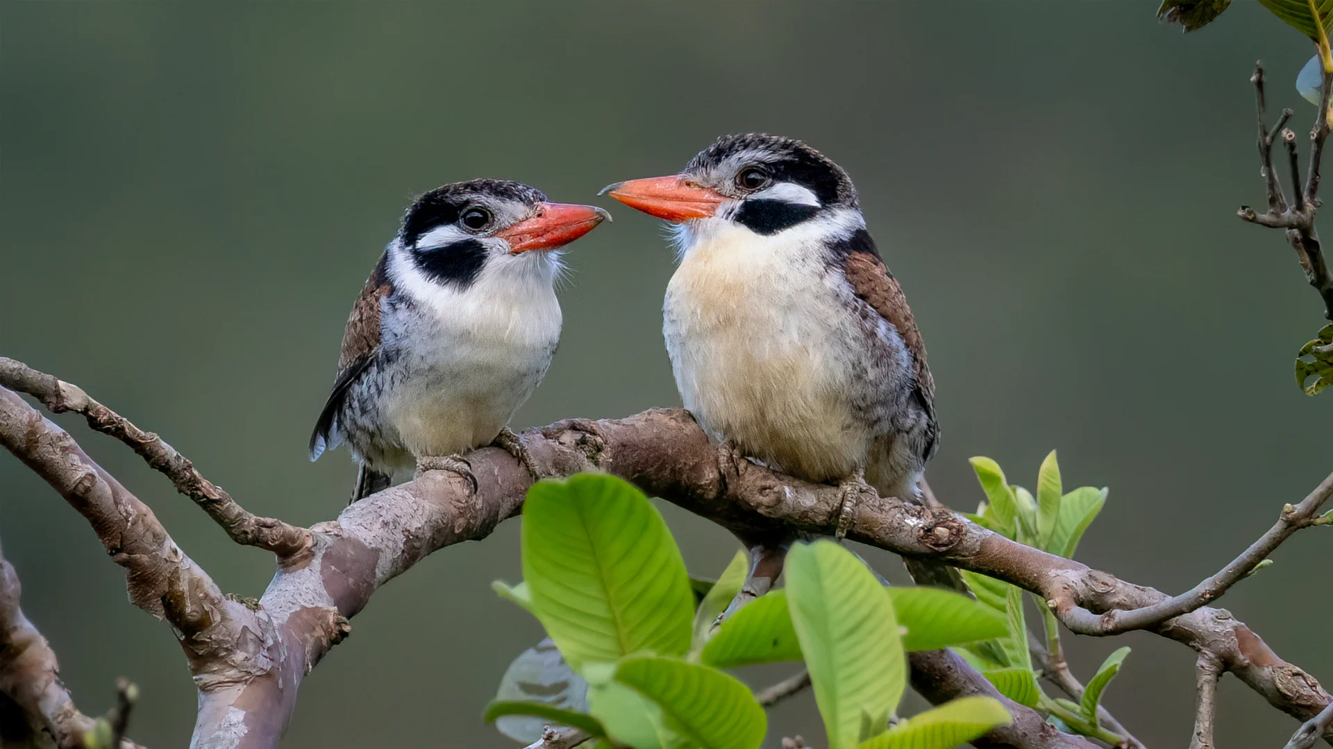 White-eared Puffbird - Andres Vasquez