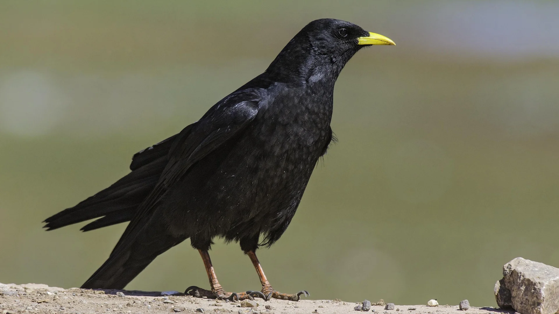 Yellow billed Chough - Ken Behrens